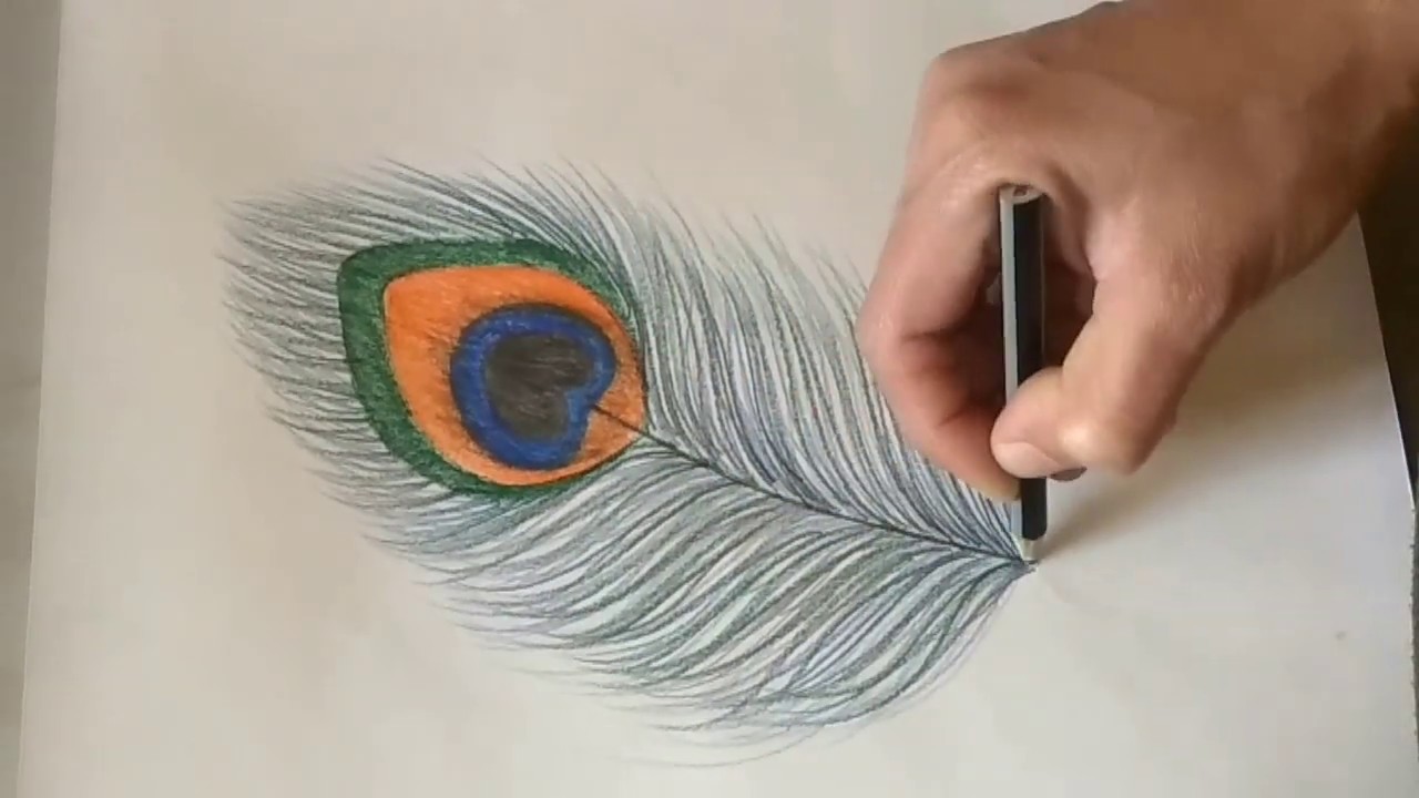 Featured image of post Colour Pencil Drawing Peacock : Easy peacock coloring pages for kids animals peacock feather drawing pencil peacock feather drawing pencil.