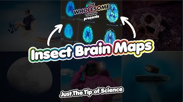 The first map of the insect brain of a fruit fly larvae