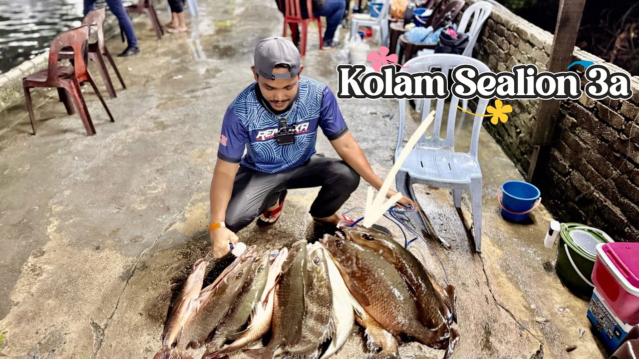 Sealion Fishing Park Kolam 3A | Fighter Time | Pesta Gasak | Huru Hara Pesta 1533 Ekor Ikan