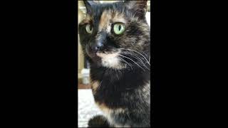 Precious hates my singing - SHE BITES ME
