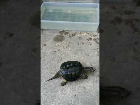 GIZMO...My Common Snapping Turtle (when you ignore him)