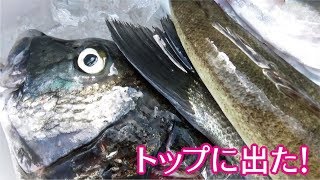 寄生虫に侵された魚に食い付く魚はでかかった(389話目)