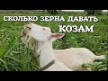 ❤️ Козы. Правильное кормление коз зерном. Сколько зерна давать козам. 2 августа 2020 г.