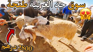 223 | أثمنة الحولي عيد الأضحى في سوق حد الغربية إقليم طنجة بتاريخ 02\06\2024