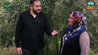 7 Yıldır Ağaçları Hiç Boş Geçmiyor Her Yıl Bereketle Mahsul Alıyor