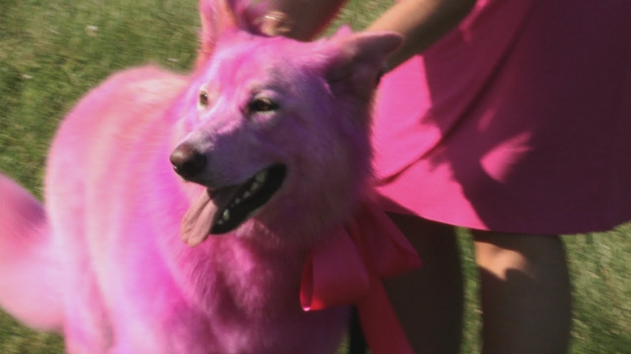 Is That A Pink Dog? Or A Big Pig? | Kate Plus 8 - YouTube Is That A Pink Dog? Or A Big Pig? | Kate Plus 8 - YouTube