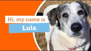 #adoptabledog Lula's Love Language? Booty Scratches ❤️ by ASPCA 438 views 2 months ago 57 seconds