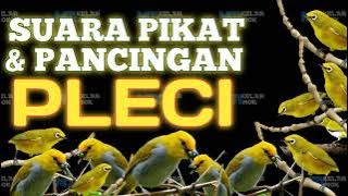 SUARA PIKAT & PANCINGAN AMPUH SEMUA JENIS PLECI