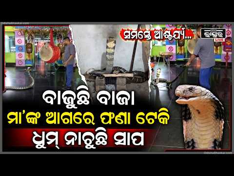 ମା’ଙ୍କ ଆଗରେ ବାଜିଲା ବାଜା, ଫଣା ଟେକି ଧୁମ୍ ନାଚିଲା ଅହିରାଜ... | 12-Foot King Cobra Rescued Safely