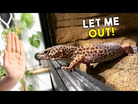 Video: Leopard Geckosin häviäminen ja hännänhäviö