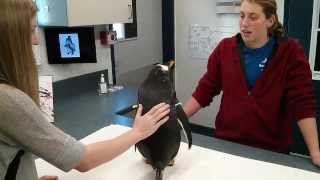 Penguin UpClose Tour in San Diego SeaWorld