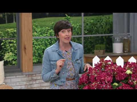 Cottage Farms Cherry Explosion Hydrangea on QVC
