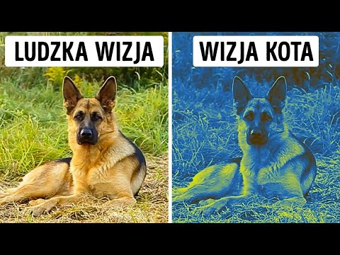 Wideo: Meduza z grzywą lwa i inni niebezpieczni przedstawiciele głębin morskich