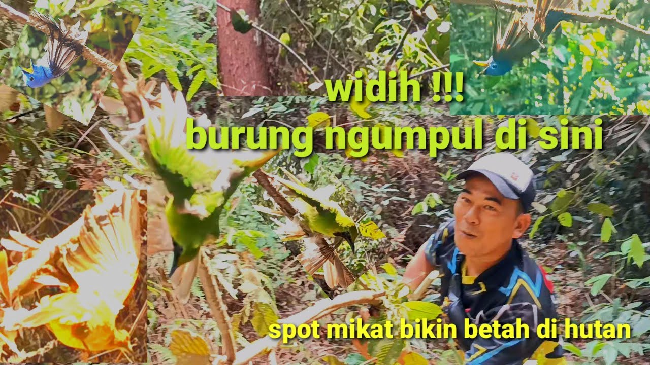 WIDIH‼️INI YANG BIKIN BETAH MIKAT DI HUTAN ‼️BERBAGAI JENIS BURUNG MEWAH MASIH BANYAK DI SINI