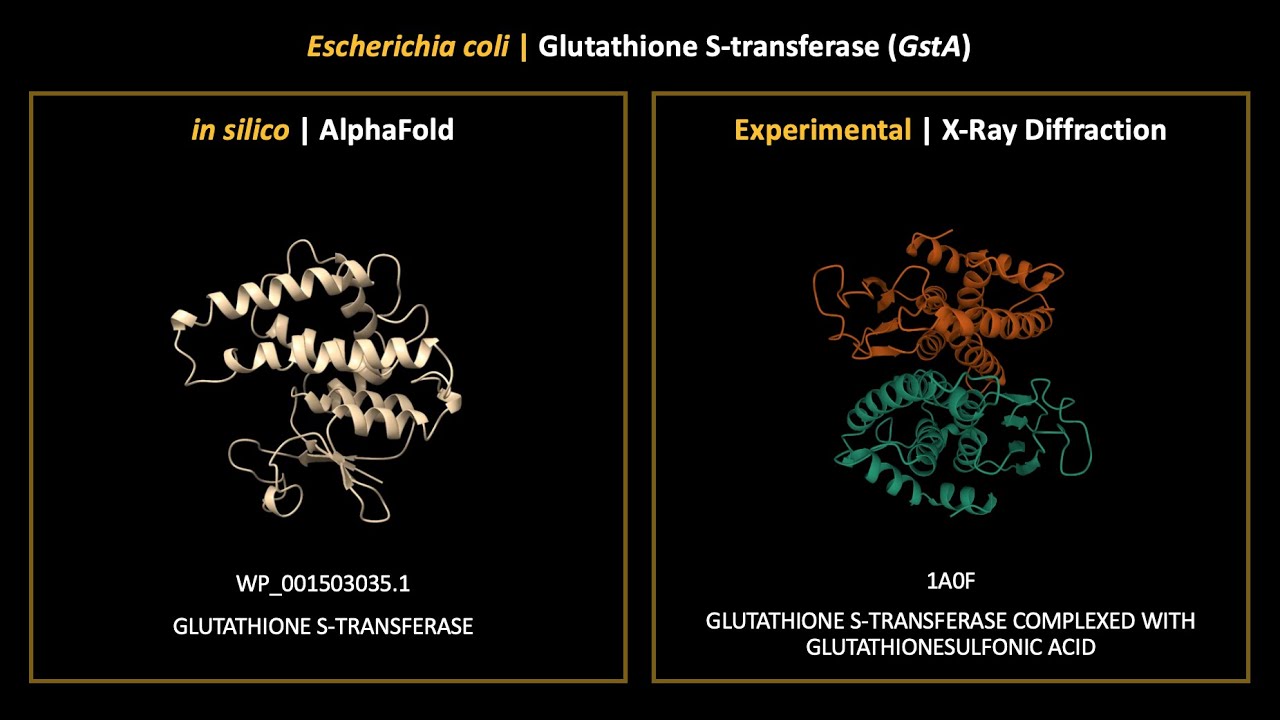 AlphaFold Prediction and X-Ray Diffraction of Glutathione S-transferase (GstA) 👨🏻‍💻🧬