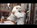 大好きなブリーダーさんがきてくれました　Great Pyrenees　グレートピレニーズ