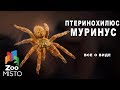 Птеринохилюс муринус - Все про отряд членистоногих | Вид паука Птеринохилюс муринус   а