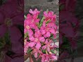 Pink Oleander #Pink kaner