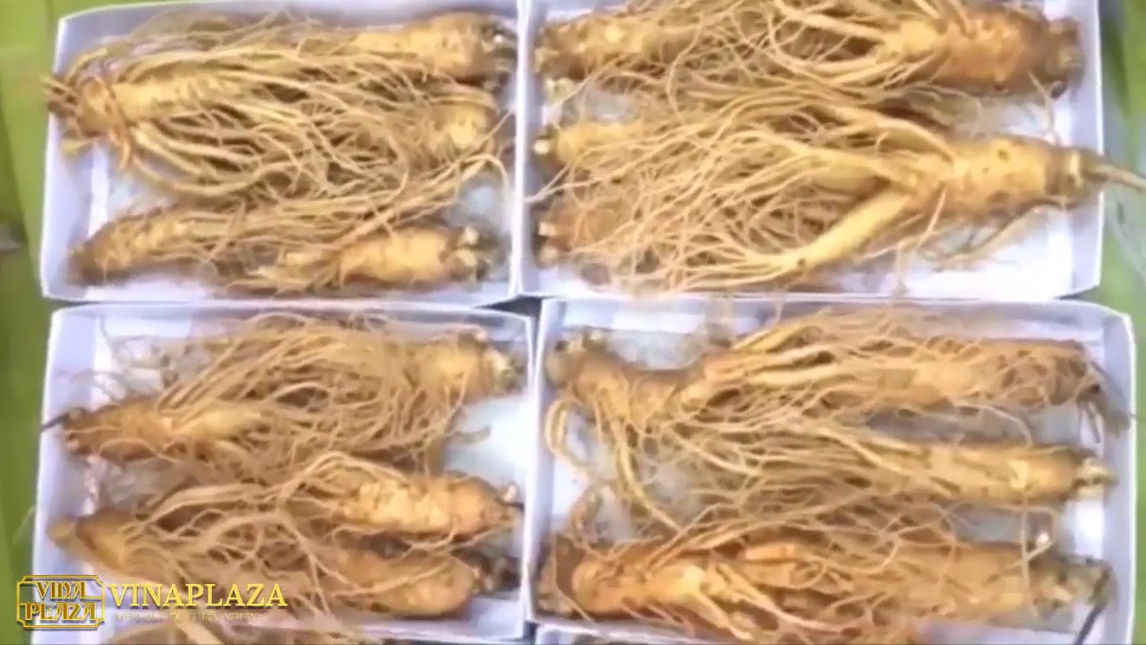 Sâm Tươi 6 Củ/Kg Mang Đến Nguồn Sống Mới Cho Sức Khỏe