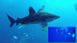 Scuba Diving Trip Red Sea 2017