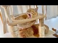 いっしょにのんびりくつろいでるそっくり親子猫。