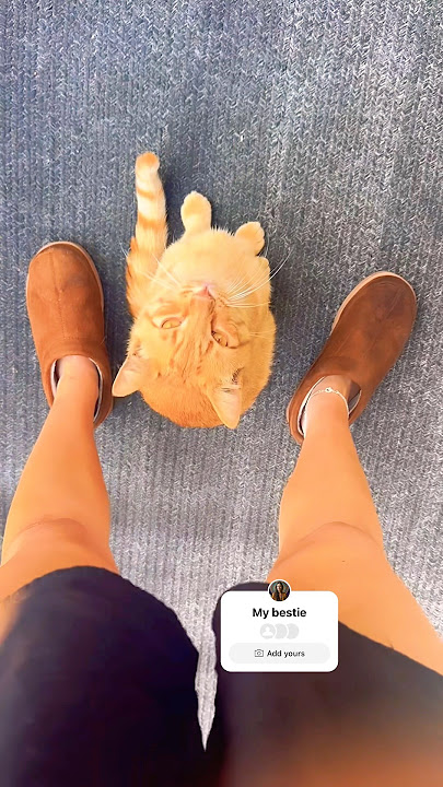 My bestie 🧡 #catmom #short