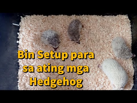 Video: Paano Maghilom Ng Mittens Hedgehogs