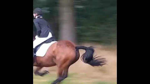 Gallop after  competition