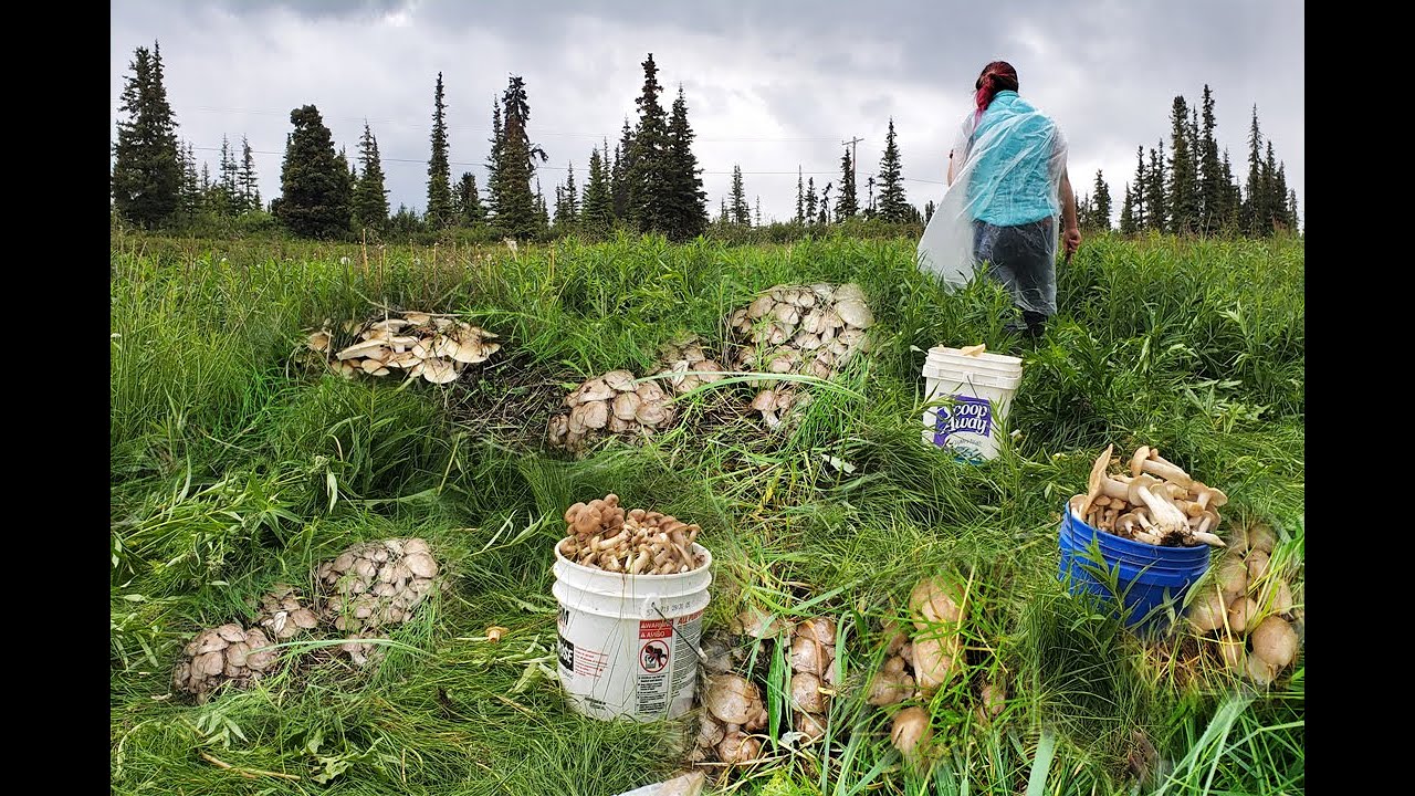 Shimeji Oyster Mushroom in alaska, (Nceb Vaug Alaska) YouTube