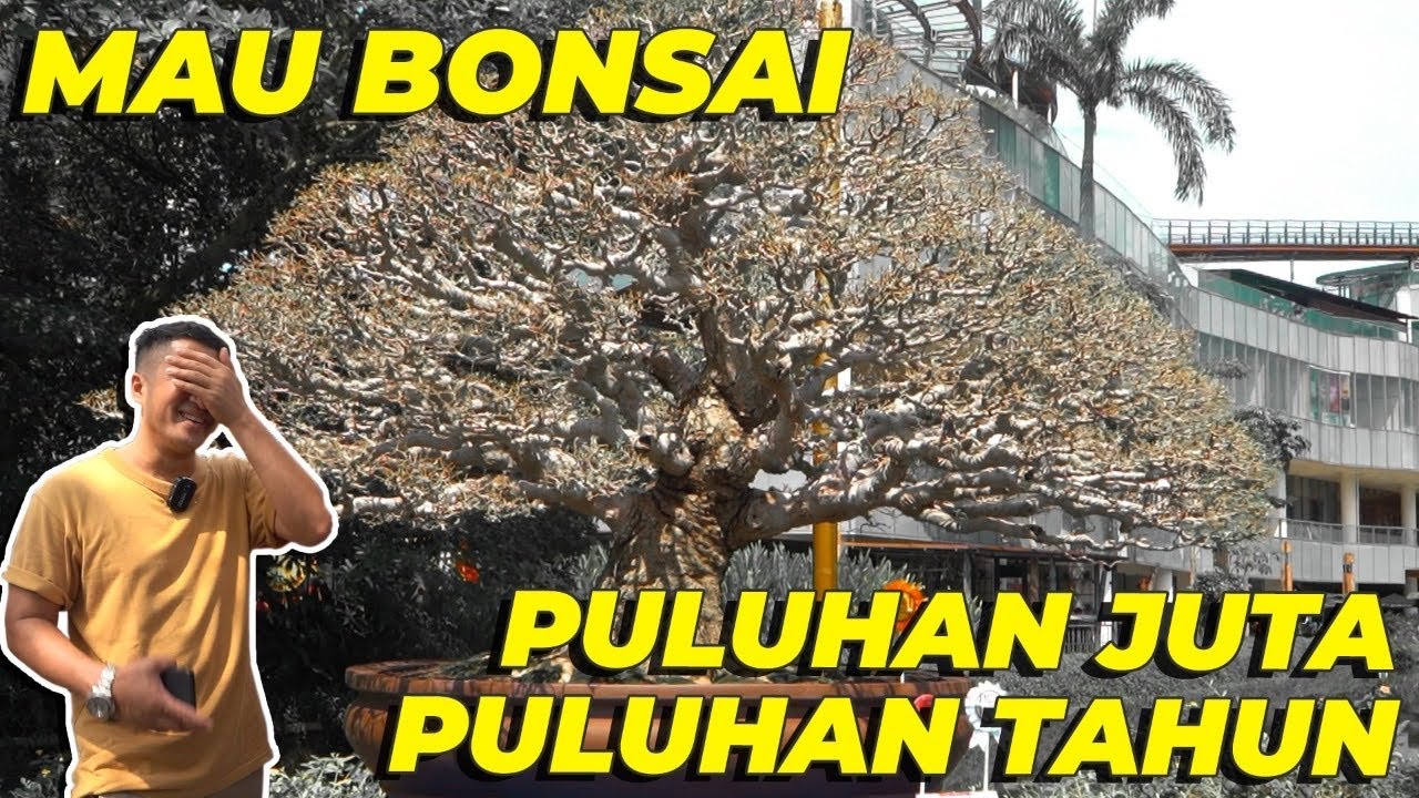 GELENG-GELENG LIAT BONSAI DISINI, TERNYATA SUHU SEMUA ❗😱