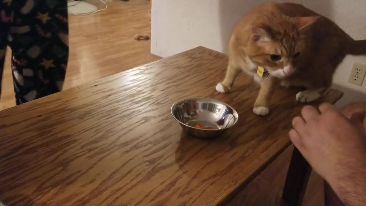 Picky cat(1) - YouTube