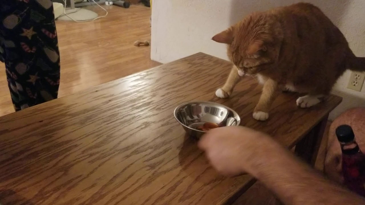 Picky cat(1) - YouTube