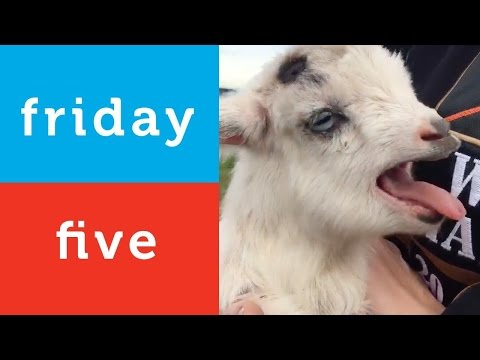 singing-baby-goat-and-more-(petco-friday-5)
