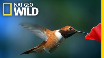 This is Hummingbird Heaven | United States of Animals