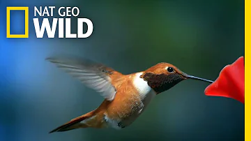 This is Hummingbird Heaven | United States of Animals