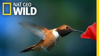 This is Hummingbird Heaven | United States of Animals