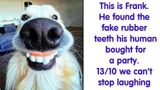 50 Times People Asked To Rate Their Dogs And Got Hilariously Wholesome Results (PART 4)