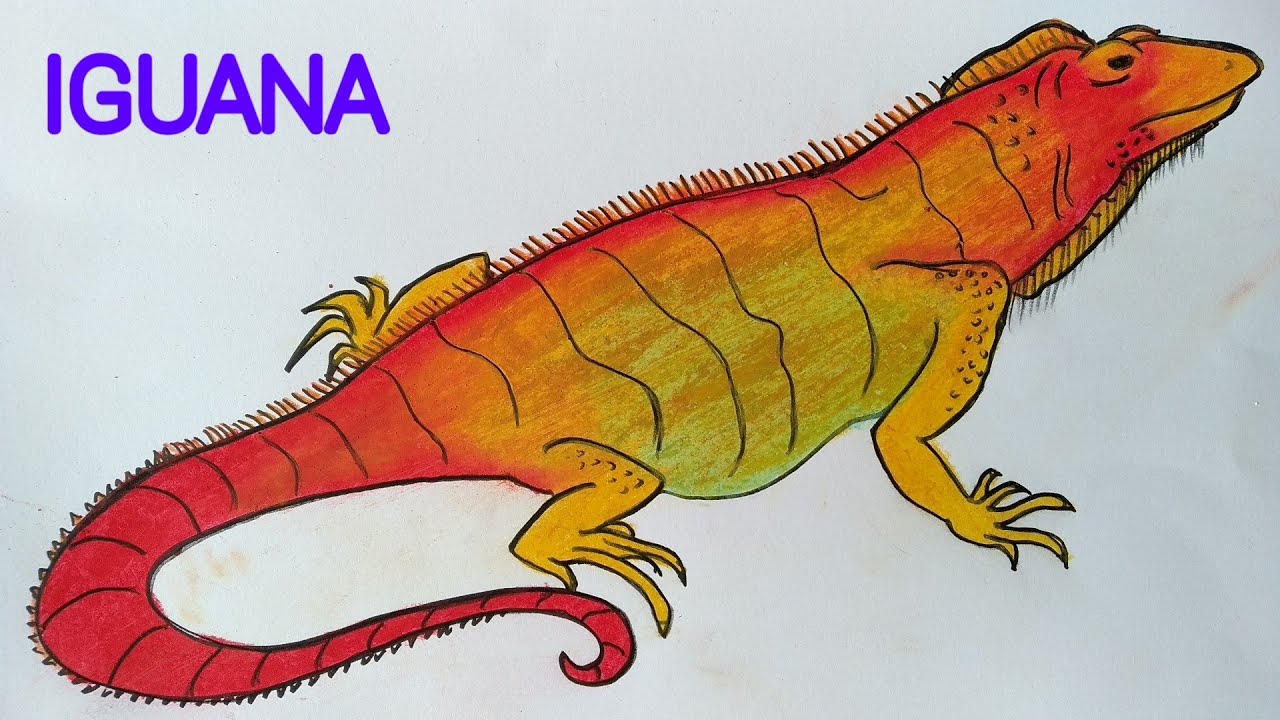  Cara  menggambar  jenis hewan  iguana Cara  menggambar  dan  