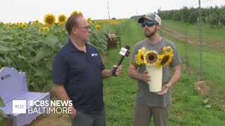 Around Town: Weber’s Peachberry Farm Just Launched Its First Ever Pick Your Own Sunflowers Event