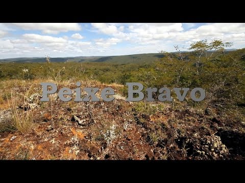 Vídeo: O que é peixe zelador?