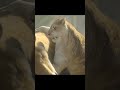 No Mercy in Jungle 💀 | 2 Lions Hunt a Deer | Wild Reality