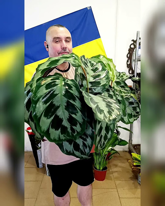 Калатея Хелен Кеннеди, цена 350 гривен! Бронь в вайбер 0996782355 # ...