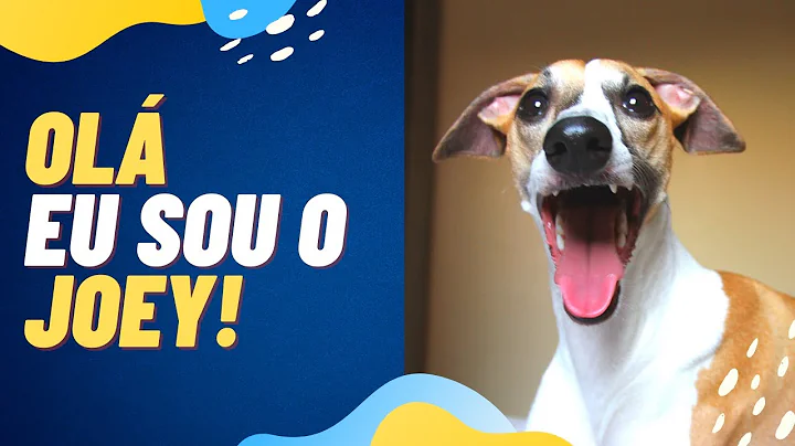FUNNY DOG VIDEOS | A VIDA DE UM WHIPPET