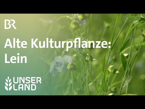 Video: Kulturpflanze