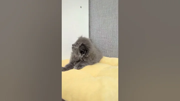 Video 3043621: scottish fold longhair, cats scottish highland fold, scottish fold girl, beautiful scottish fold, scottish fold blue, scottish kitten, lovely scottish