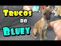 NUEVA MASCOTA parte 4 -Los TRUCOS de BLUEY mi CACHORRO de 4 meses INCREIBLE -