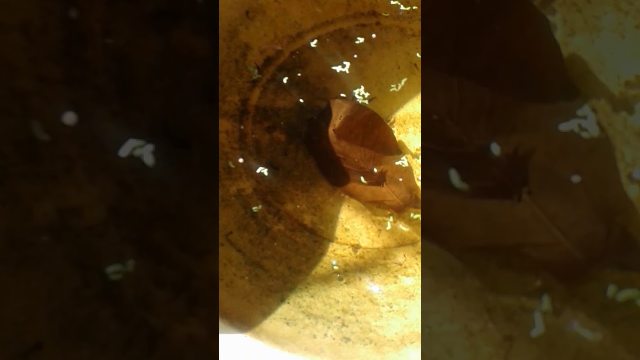 Betta fish fry feeds and growth (malayalam ) - YouTube
