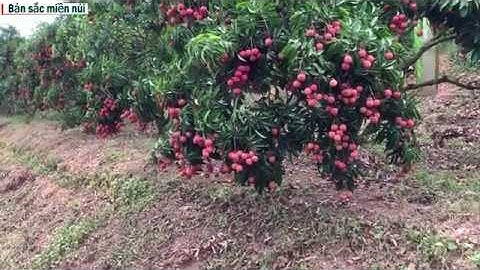 Vải thiều Lục Ngạn | Đến thăm những vườn vải thiều đẹp nhất Lục Ngạn | bản sắc miền núi