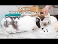My bunny mistake grooming for a massage
