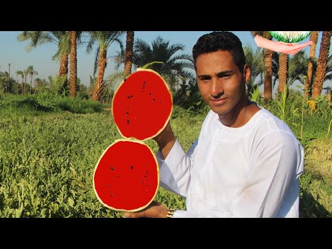 فيديو: زراعة البطيخ والبطيخ في الخارج